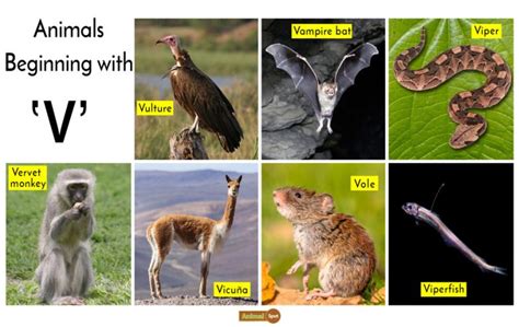 Animals That Start With The Letter V.